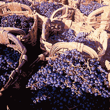 baskets of grapes
