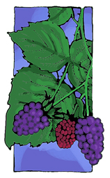 Blackberries