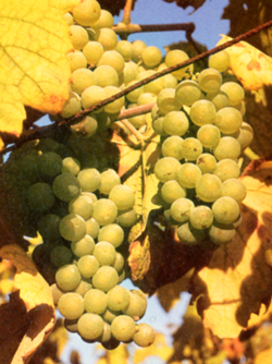 green grapes