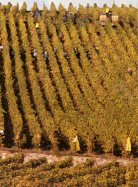 Rows of grapes at harvest